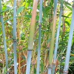 Bamboo Fargesia papyrifera blue